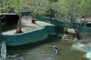 Installation des hippopotames amphibies