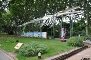 Squelette de baleine et panneaux pédagogiques