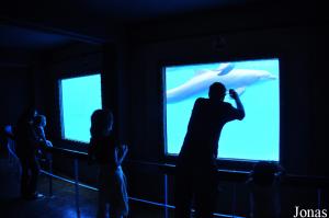 Points de vue subaquatique sur le delphinarium extérieur