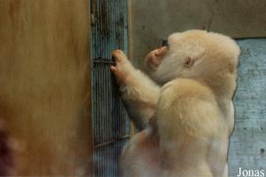 Copito de Nieve, fameux gorille blanc décédé en 2003