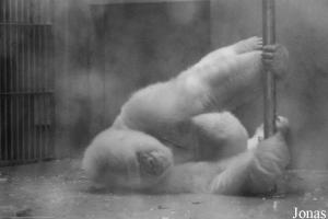 Copito de Nieve, fameux gorille blanc décédé en 2003