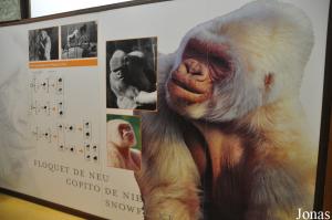Exposition à propos de Copito et des gorilles