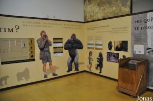 Exposition à propos de Copito et des gorilles