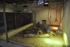 Installations provisoires des varans de Komodo