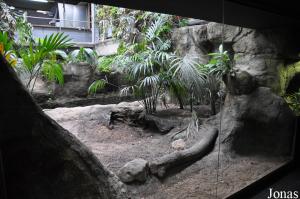 Terrarium des  crocodiles à front large