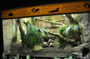 Terrarium des iguanes noirs et des tortues charbonnières