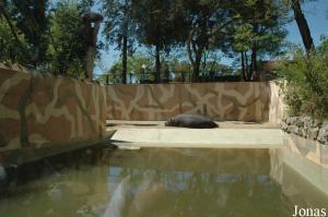 Enclos des hippopotames amphibies