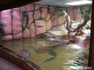 Bassin des crocodiles
