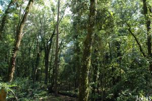 "La Forêt des Esprits"