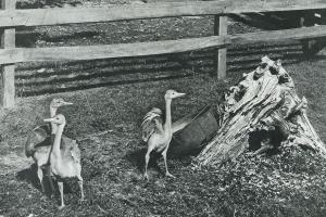 La vie à la campagne 1910