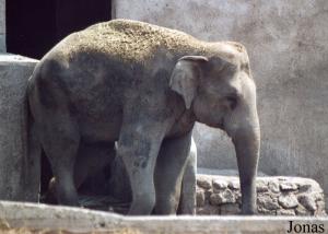 Kim, éléphant asiatique mâle