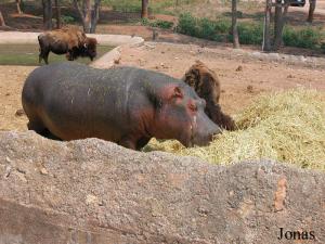 Enclos des bisons et de l'hippopotame