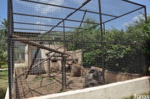 Cage des vervets dans la nouvelle zone des primates