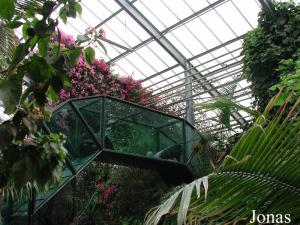 Tunnel de verre reliant les cages intérieures à l'île extérieure des gorilles