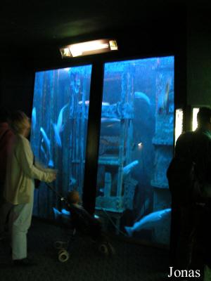 Aquarium de la salle Atlantique