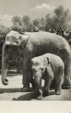 Carte postale