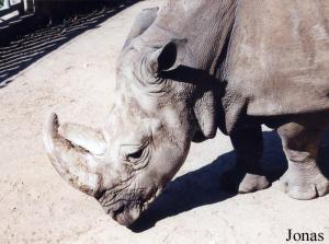 Margareth, rhinocéros blanc