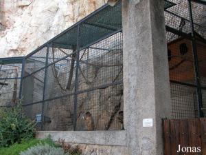 Cages des primates