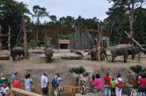 Nouvel enclos des éléphants asiatiques