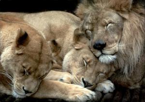 Carte postale