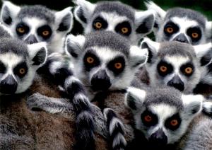 Carte postale