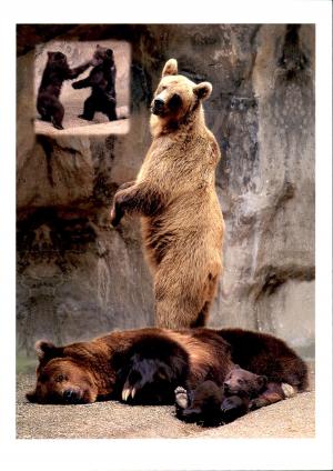 Carte postale