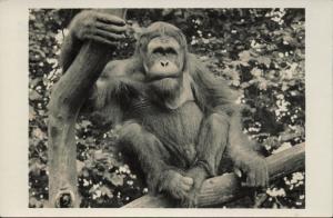 Carte postale