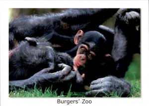 Carte postale