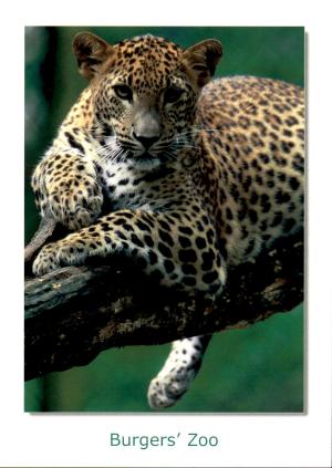 Carte postale