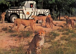 Carte postale