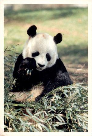 Carte postale