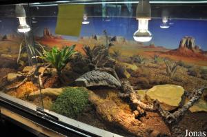 Vivarium