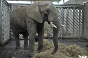 Éléphant africain mâle nommé Tooth, né en Afrique du Sud en 1992