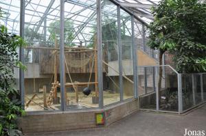 Installations intérieures des orangs-outans