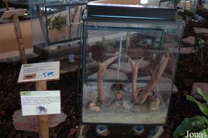 One of the terrariums in the insect house