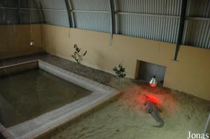 Inside exhibit for crocodiles