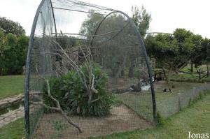 Monk parakeets aviary