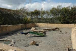 Porcupines exhibit