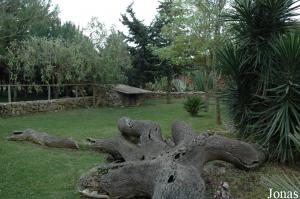 African spurred tortoises enclosure