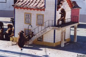 Listed monkeys pit used for baboons