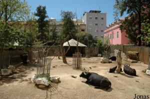 Enclosure of the Cape buffalos