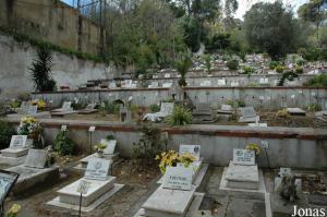 Cemetery for domestic animals