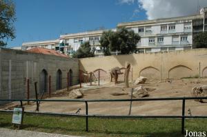 Elephants exhibit and temporary pen of the male in the back