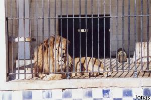 Lion in the old cats house