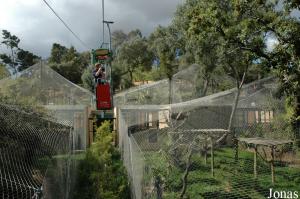 New big cats exhibits