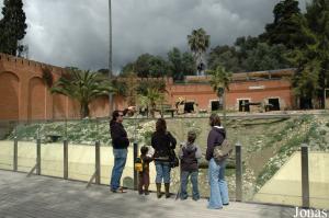 Exhibit of the Southwest African lions