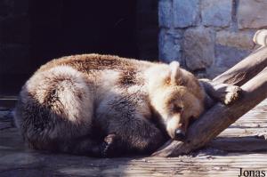 Hybrid of brown and polar bears