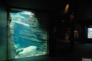 Antarctic Ocean underwater display