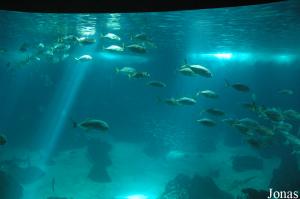 View of the Central Tank from the terrestrial level