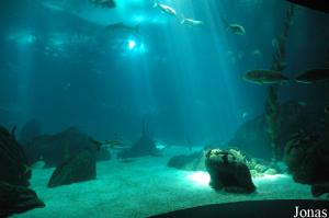 View of the Central Tank from the underwater level